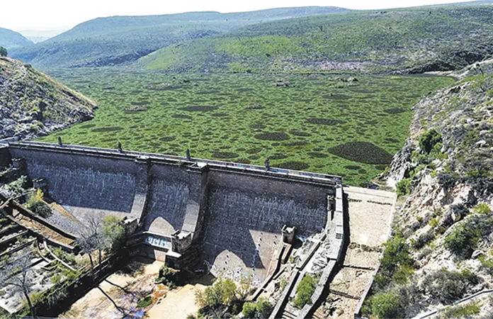 Rebasa lirio limpieza en la presa San José