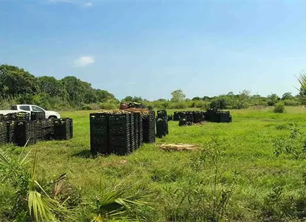 Roba una morenista 22 toneladas de mango