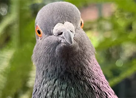 &iquest;TIENEN CONSCIENCIA LOS P&Aacute;JAROS?