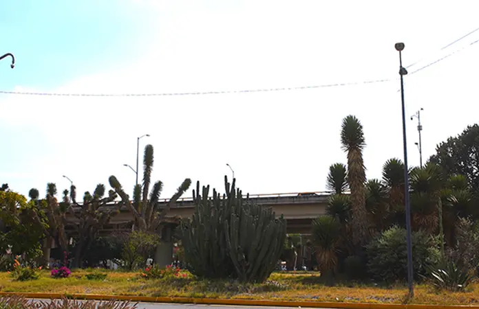 Tráfico de cactáceas, problema recurrente