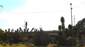 Tr&aacute;fico de cact&aacute;ceas, problema recurrente