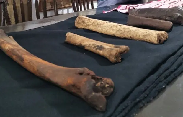 Hallan f&oacute;siles de megafauna de la Edad de Hielo en Sierra de Tanchipa (fotos)