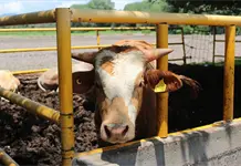 Confirma Senasica 7 casos de gusano barrenador en SLP