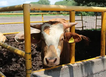 Confirma Senasica 7 casos de gusano barrenador en SLP