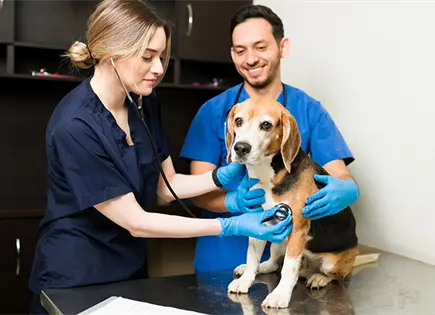 Cómo identificar cáncer en perros y gatos Cómo identificar cáncer en perros y gatos