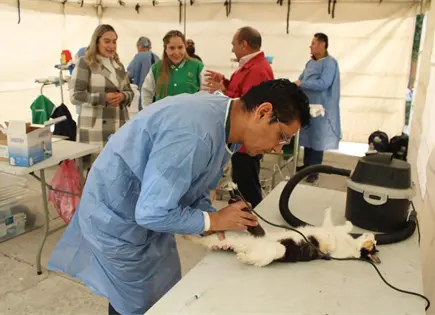 Visitando Corazones amplía atención a mascotas Visitando Corazones amplía atención a mascotas