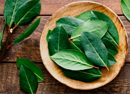 Descubre c&oacute;mo el laurel puede proteger tu hogar de las cucarachas