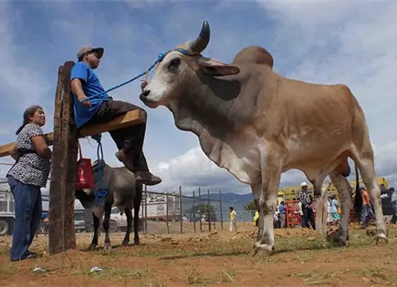 Exigen reinstalar filtros vs. el gusano barrenador