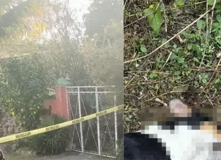 Envenenan a cuatro perros en colonia de Motul