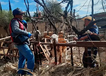 Vacunan ganado contra brucelosis