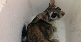 Cacomixtle, pase&aacute;ndose en una casa