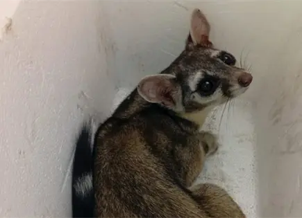 Cacomixtle, pase&aacute;ndose en una casa