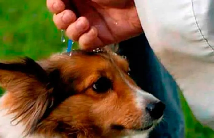Feligreses bendicen a sus animales en Soledad