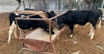 Recuperan becerros robados en Matehuala 