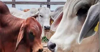 Surge otro caso de gusano barrenador