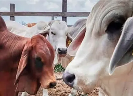 M&eacute;xico reporta avances en prevenci&oacute;n del gusano barrenador del ganado