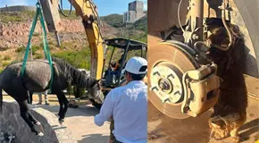 Caballo y gatito son rescatados de peligro