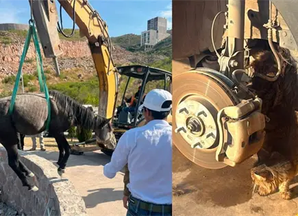 Caballo y gatito son rescatados de peligro