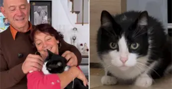 Filou, el gato que cruz&oacute; Espa&ntilde;a y Francia para volver a casa