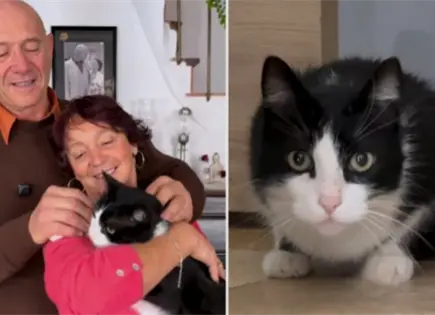 Filou, el gato que cruzó España y Francia para volver a casa Filou, el gato que cruzó España y Francia para volver a casa