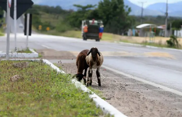 Ampliación de carretera de Vanegas espera presupuesto