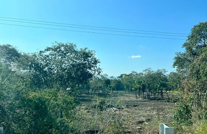 Denuncian tala cerca de El Bañito