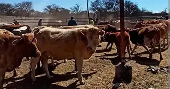 Alertan por gusano barrenador en la Huasteca