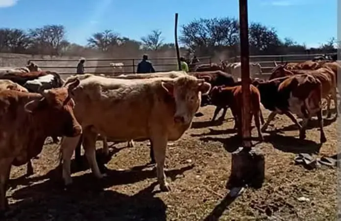 Se extiende gusano barrenador en la Huasteca; suman 19 casos Se extiende gusano barrenador en la Huasteca; suman 19 casos