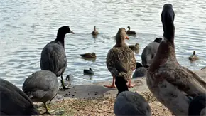 Aves migratorias hallan refugio en el Tangamanga I