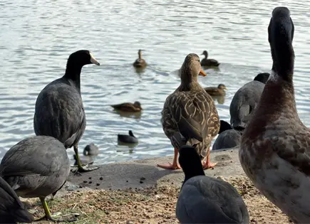 Aves migratorias hallan refugio en el Tangamanga I