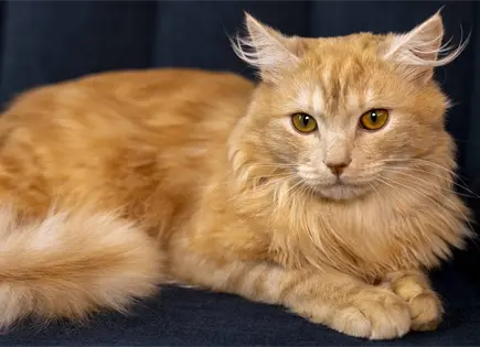 El gato Maine Coon Abarth se corona como el m&aacute;s bonito del mundo