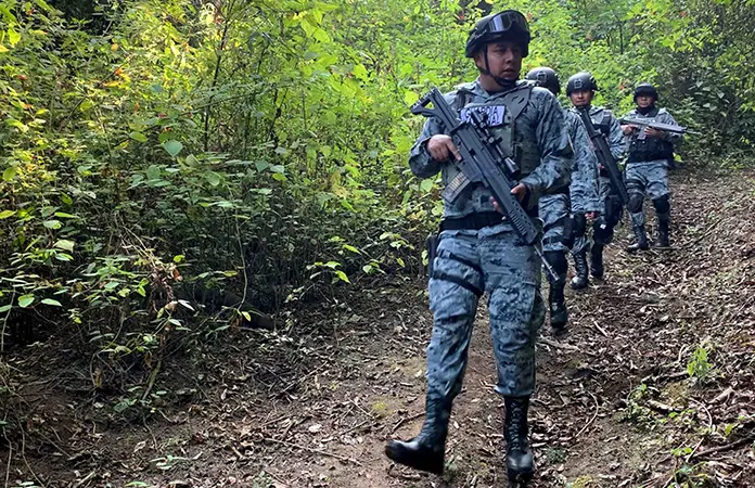 GN protege bosques contra la tala ilegal