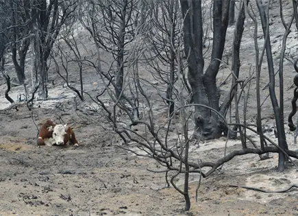 Se reavivan incendios forestales en Patagonia argentina