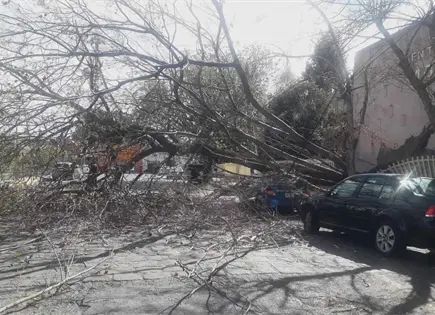 Suman 4 &aacute;rboles ca&iacute;dos por vientos en la capital