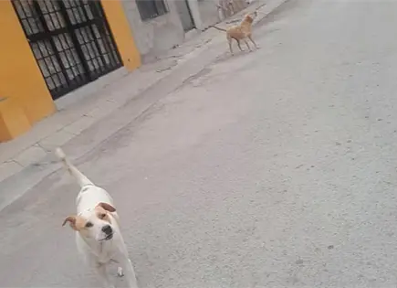 Ni&ntilde;a de tres a&ntilde;os resulta herida tras ataque de perros callejeros