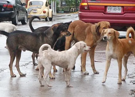 Reubican a perritos de la Colonia Julián Carrillo Reubican a perritos de la Colonia Julián Carrillo