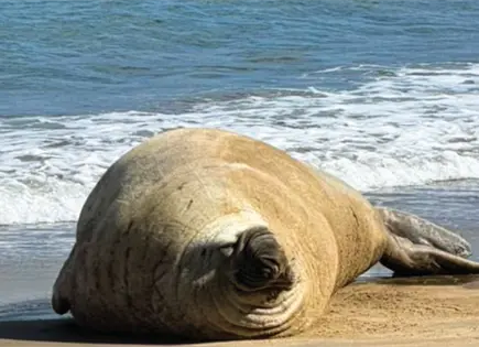 Elefante marino llega a playa Los Ayala en Nayarit en buen estado