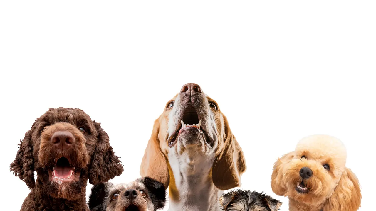 UNAM alerta sobre el Síndrome del arca de Noé y su impacto en la salud de las mascotas