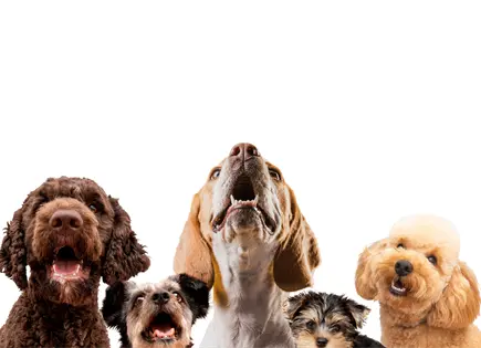 UNAM alerta sobre el Síndrome del arca de Noé y su impacto en la salud de las mascotas UNAM alerta sobre el Síndrome del arca de Noé y su impacto en la salud de las mascotas