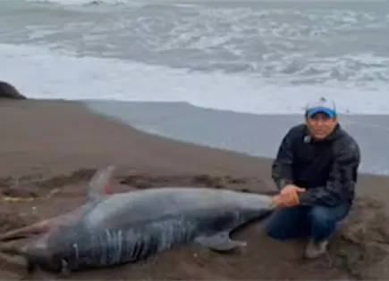 Delf&iacute;n de tres metros encalla en playas de Veracruz
