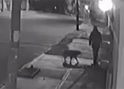 Pierde un ojo perro tras brutal agresi&oacute;n en Tlaxcala