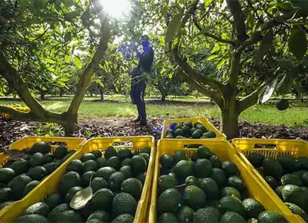 El aguacate michoacano ser&aacute; el rey del Super Bowl