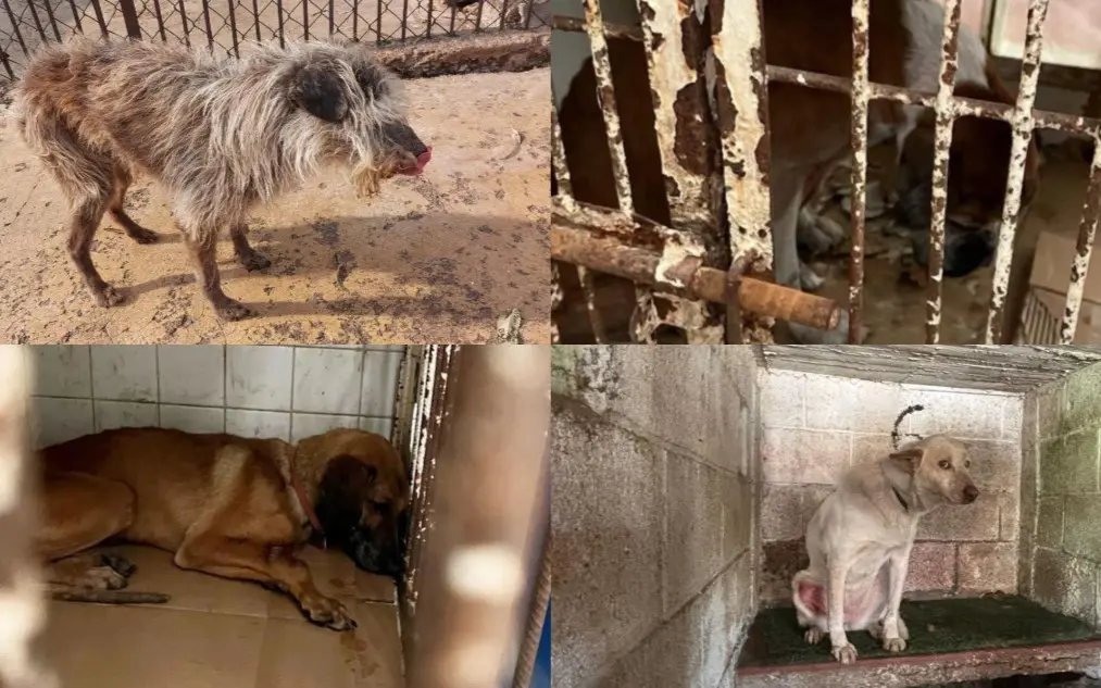 Especial | El 7 de enero, autoridades ingresaron y hallaron horror