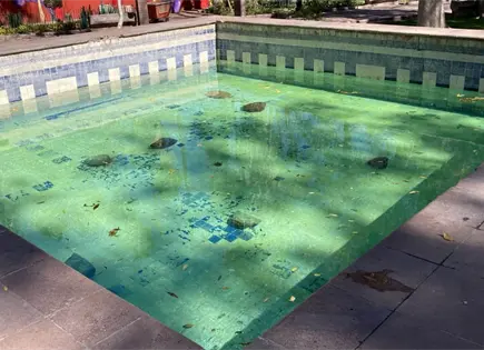 Rehabilitarán lago de peces en la Alameda Rehabilitarán lago de peces en la Alameda