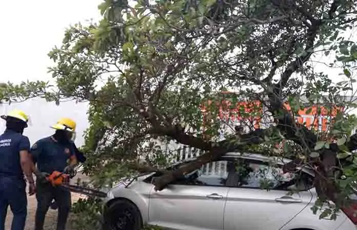 Frente 32 causa caídas de árboles