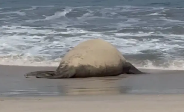 Panchito, el elefante marino, causa sensación en Nayarit