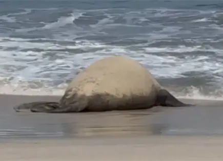 Panchito, el elefante marino, causa sensación en Nayarit Panchito, el elefante marino, causa sensación en Nayarit