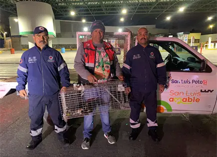 Pide Bienestar Municipal reportar animales en situaci&oacute;n de riesgo