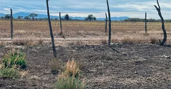 Plaga de jabal&iacute;es acaba con cosecha de ma&iacute;z y calabaza