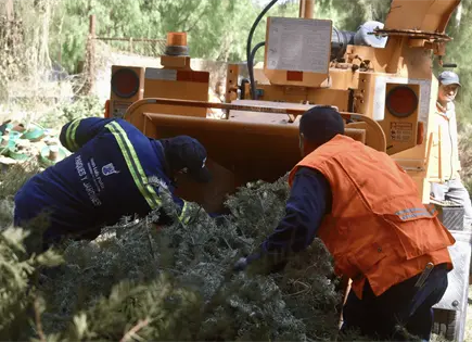 Se recolectaron m&aacute;s de 600 arboles de navidad